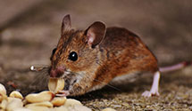 24 Hour & Emergency Exterminators in UNC Charlotte, NC